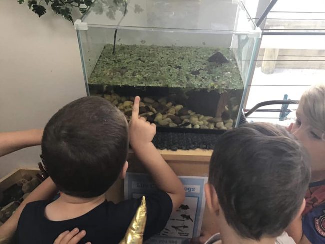 tillys-childcare-waratah-2