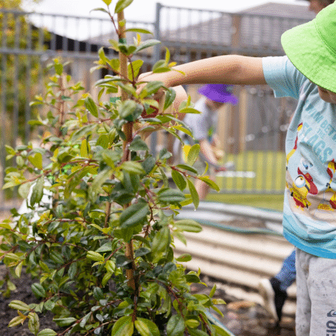 A child in a green Tillys logo hat and colorful shirt explores a lush plant in a garden. He uses a watering can in the garden. The setting is outdoors with a fence and buildings in the background, conveying curiosity and learning.