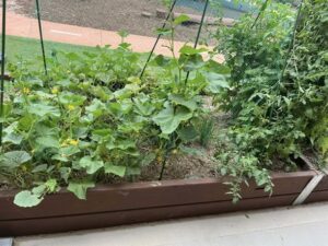 A vibrant garden bed with lush green shrubs, some with small orange flowers, flanked by two silvery, bushy plants. The rich soil contrasts with the green lawn.
