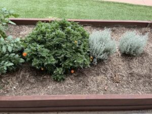 A vibrant garden bed with lush green shrubs, some with small orange flowers, flanked by two silvery, bushy plants. The rich soil contrasts with the green lawn.